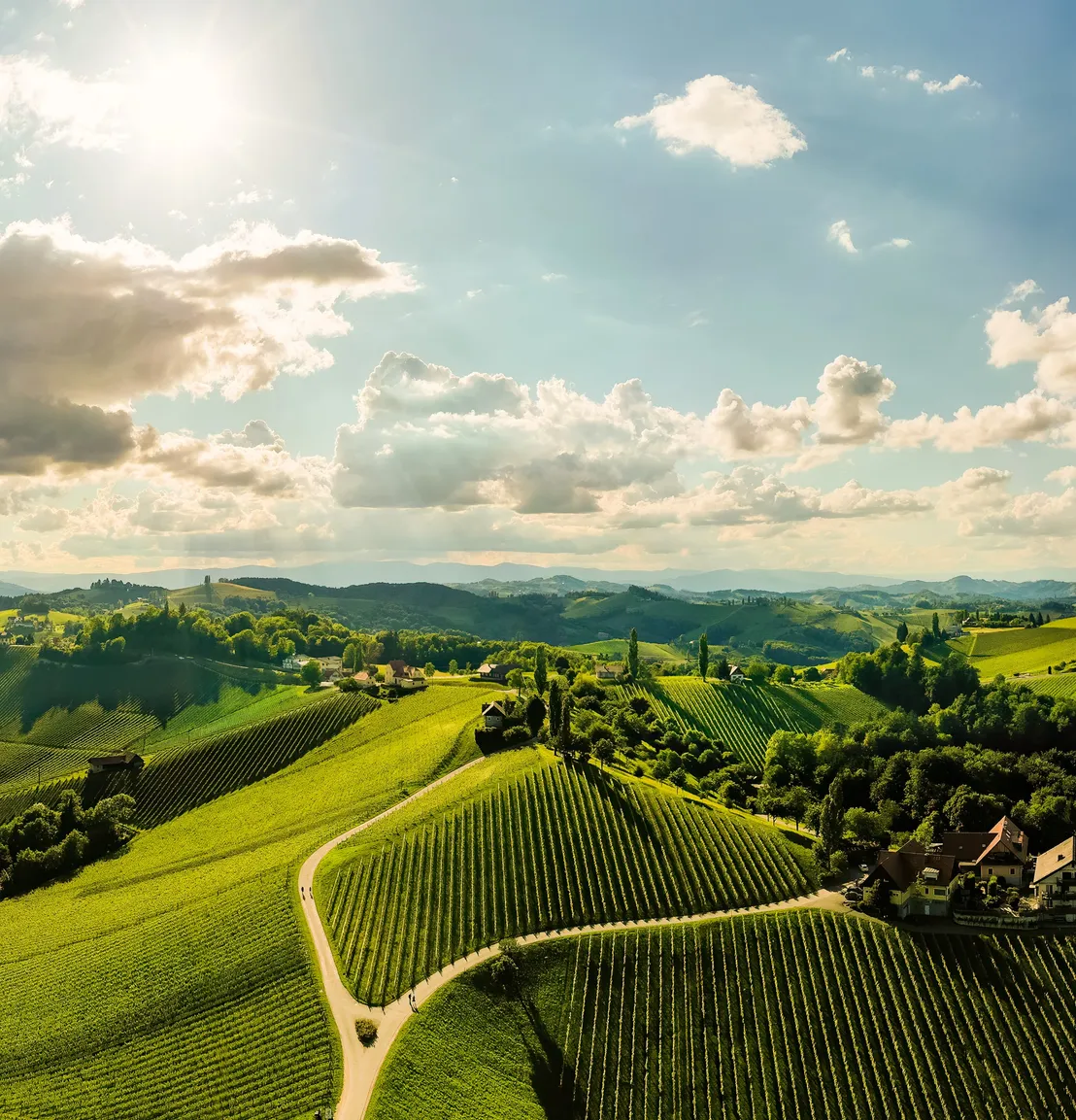 Weinberge in der Südsteiermark im Sommer