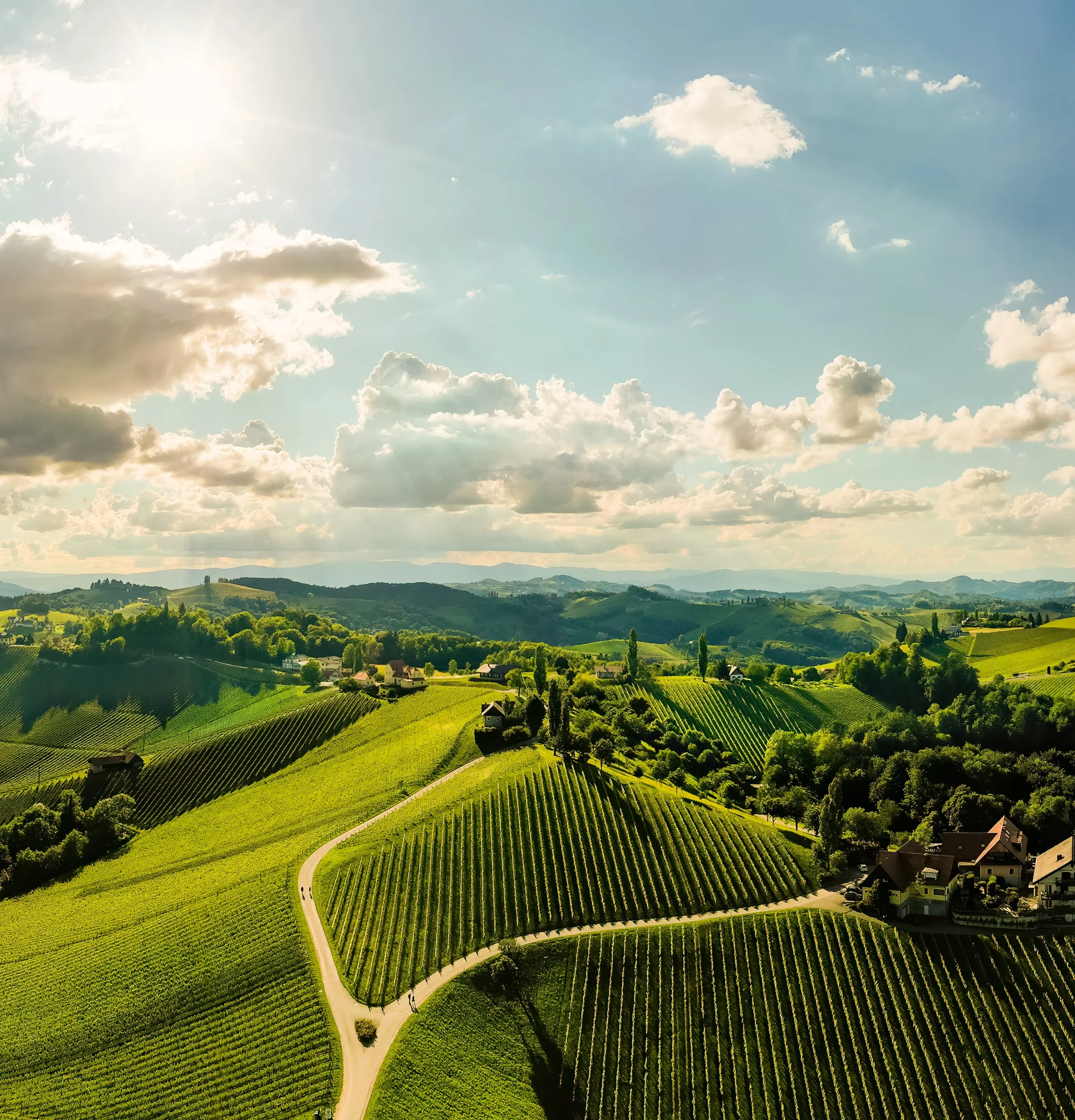 Weingärten und Hügel der Südsteiermark